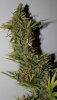 BlueRipper-P1-Day59-Harvest-2.JPG