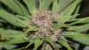 ColumbianGold-P1-Day49-Harvest-3.JPG