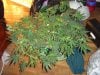 54 day old Adam 16th day flowering 2.JPG