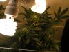 Day 41 Flowering 006.jpg