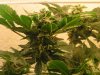 Day 41 Flowering 007.jpg