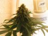 Day 41 Flowering 012.jpg