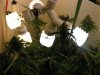 Day 41 Flowering 016.jpg