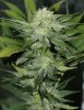 BlueRipperBX1-P3-Day28-1.JPG