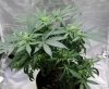 BlueHarley-Open-BX1-Seeds-Day24-1.JPG