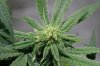 BlueHarley-Open-BX1-Seeds-Day24-2.JPG