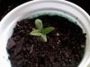 seedling1.jpg