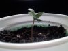 seedling2.jpg