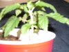 day 34 pic of coco plants and overall view of flower spot 004.JPG