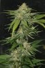 BlueRipperBX1-P3-Day37-1.JPG