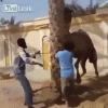 camel throw.gif