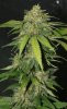 BlueRipperBX1-P3-Day42-1.JPG