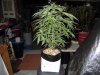 More Cowbell 2 57 days from seed (1).jpg