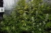 nrv_ppp_rqs_ck_nrv_ai_flower_day39a.jpg