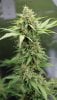 BlueRipperBX1-P2-Day45-1.JPG