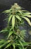 BlueRipperBX1-P3-Day45-1.JPG