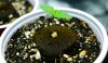 Black Triangle Seedling.jpg