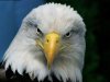 Bald eagle.jpeg