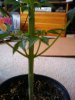 massive stalk for 33 days old in soil, NO.jpg