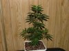 7weeks RDI-HB2_4weeksHB3_2weeksKT-HBclone001.jpg