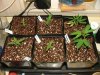 7weeks RDI-HB2_4weeksHB3_2weeksKT-HBclone009.jpg