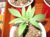 grow room 029.jpg