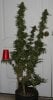 TPR-P1-Harvest-Day56-1.JPG