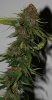 TPR-P1-Harvest-Day56-2.JPG