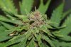 TPR-P1-Harvest-Day56-3.JPG