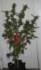 BlueRipper-BX1-P2-Harvest-Day56-1.JPG