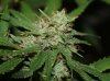 BlueRipper-BX1-P2-Harvest-Day56-3.JPG