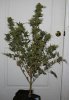 BlueRipper-BX1-P3-Harvest-Day56-1.JPG