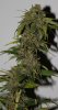 BlueRipper-BX1-P3-Harvest-Day56-2.JPG