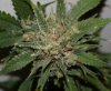 BlueRipper-BX1-P3-Harvest-Day56-Seeds-1.JPG