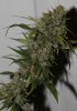 BlueRipper-BX1-P2-Harvest-Day56-2.JPG