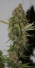 WaldosHarley-F1-P1-Harvest-Day60-2.JPG