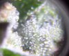 TRICHOMES 1.JPG