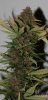 SandStorm-P2-Harvest-Day57-2.JPG