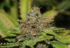 SandStorm-P2-Harvest-Day57-3.JPG