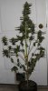 SandStorm-P1-Harvest-Day57-1.JPG