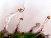 2017-09-25_day76_PEtrichs (2).jpg