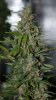 BlueRipper-F2-P1-Day56-1.JPG