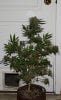 BlueHarley-F1-P1-Day56-Harvest-1.JPG