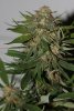 BlueHarley-F1-P1-Day56-Harvest-2.JPG