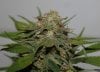 BlueHarley-F1-P1-Day56-Harvest-3.JPG