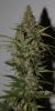 BlueRipper-F2-P1-Day56-Harvest-2.JPG