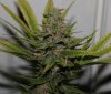 BlueRipper-F2-P1-Day56-Harvest-3.JPG