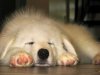 fbc66d6feba295fa4631efc1af5a3a06--doggies-great-pyrenees-puppy.jpg