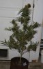 BRxBD-BX1-P1-Harvest-Day61-1.JPG