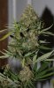 BRxBD-BX1-P1-Harvest-Day61-2.JPG